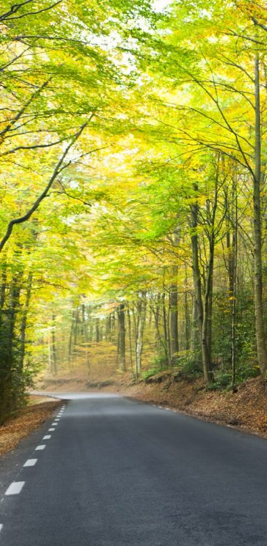 Foto einer Straße mit vielen Bäumen links und rechts.