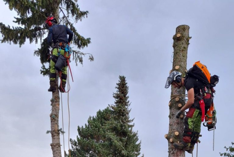 Zwei Baumpfleger in luftiger Höhe beim fällen eines BAumes.