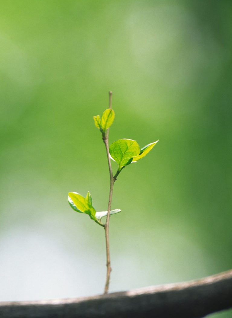 Foto eines jungen Baumsprösslings. 