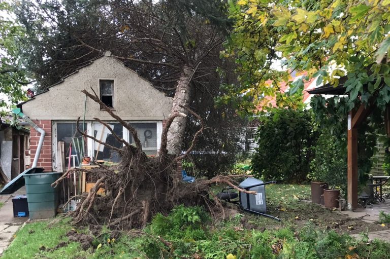Foto eines Sturmschadens. Ein Baum ist auf ein Gebäude gestürzt.