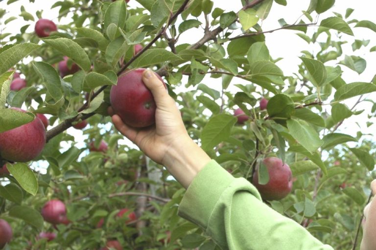 Foto einer Hand, die nach einem Apfel greift.