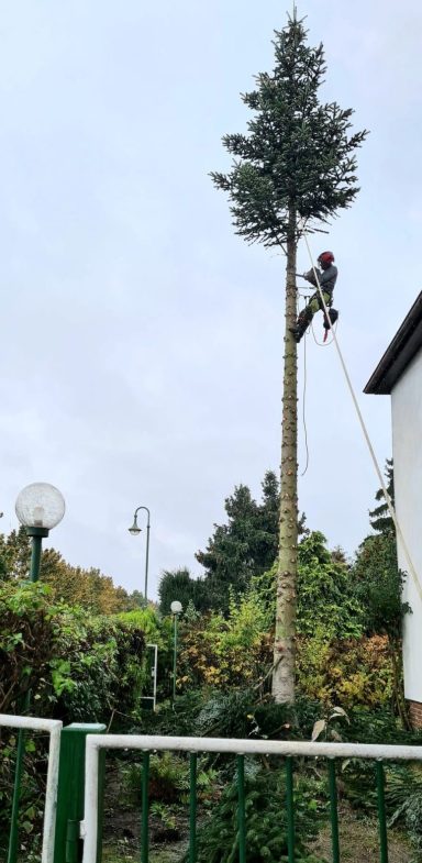 Seilklettertechnik im Einsatz bei der Fällung eines Baumes nahe einem Wohnhaus.